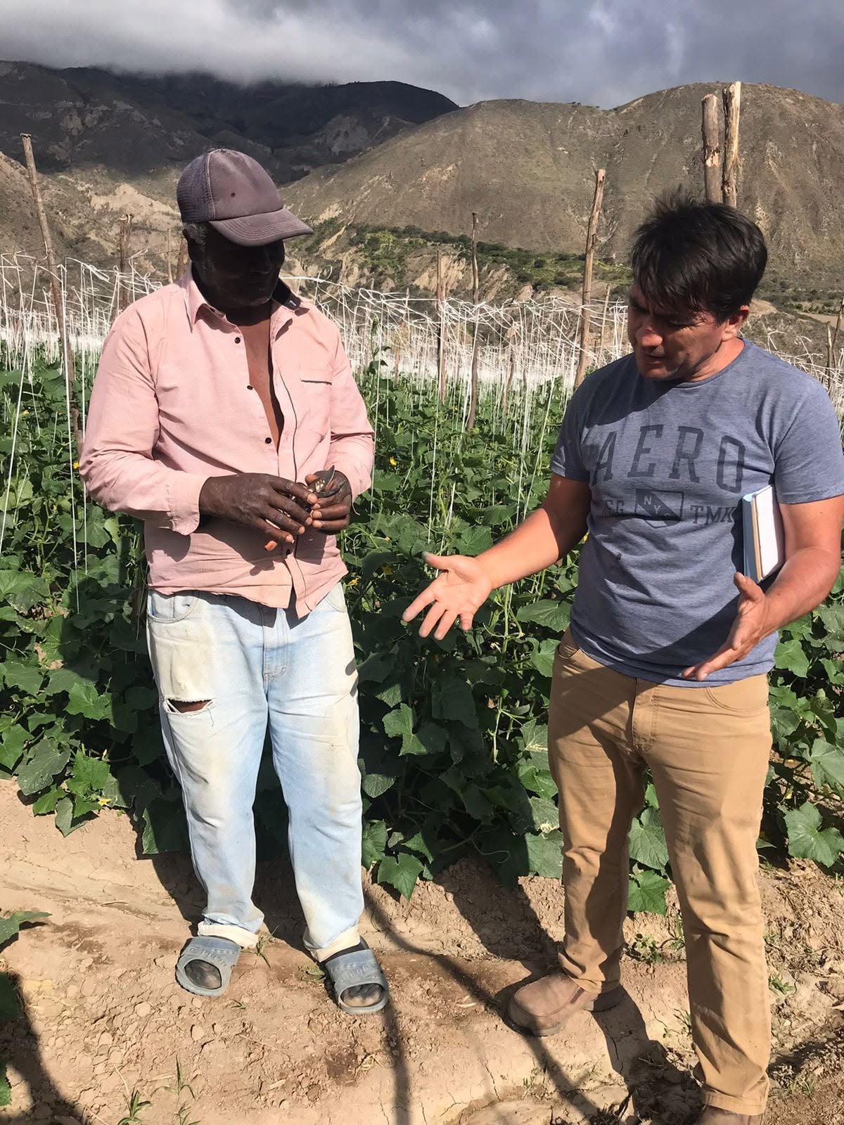 Asistencia técnica agrícola de Proveplant en campo