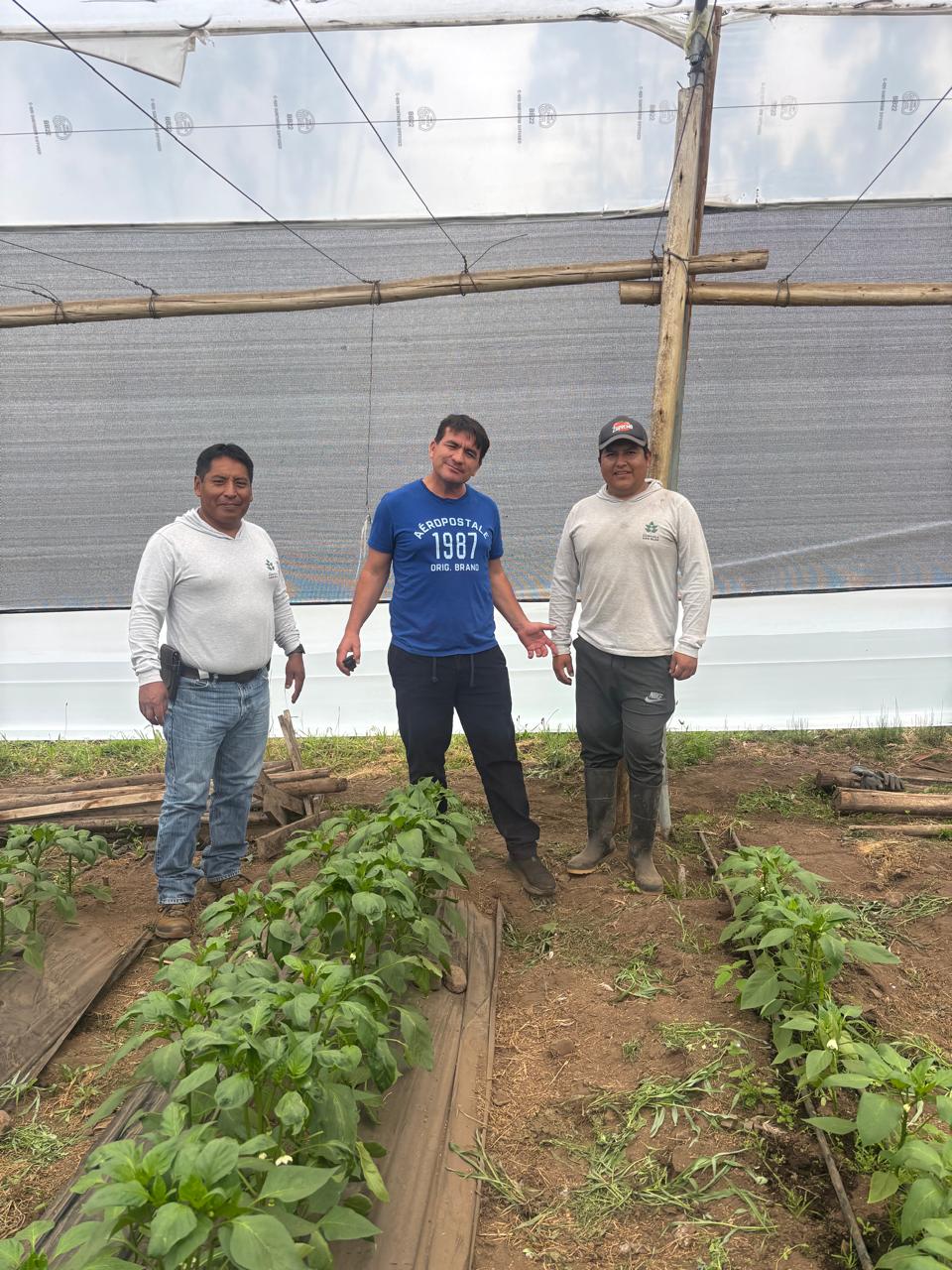 Asistencia técnica en cultivo protegido