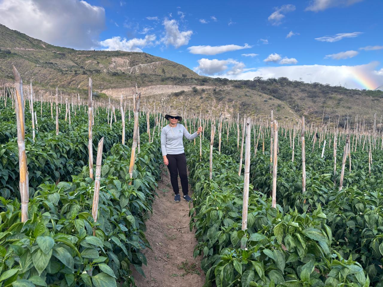 Cultivo de pimiento en campo