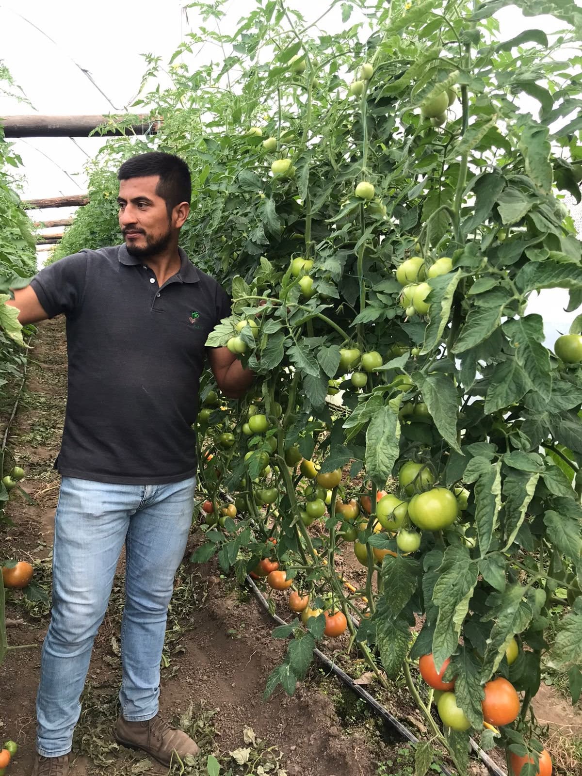 Eber Montenegro, asesor técnico de Proveplant en cultivo de tomate