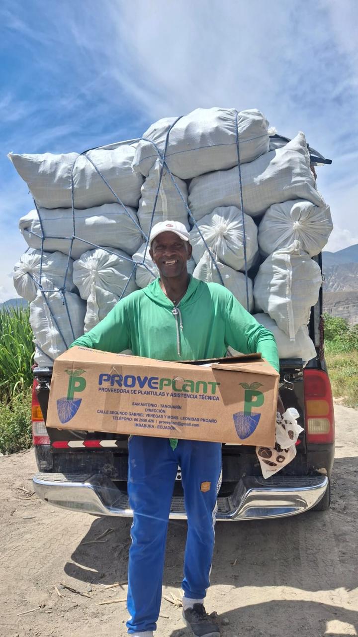 Entrega de plántulas en campo
