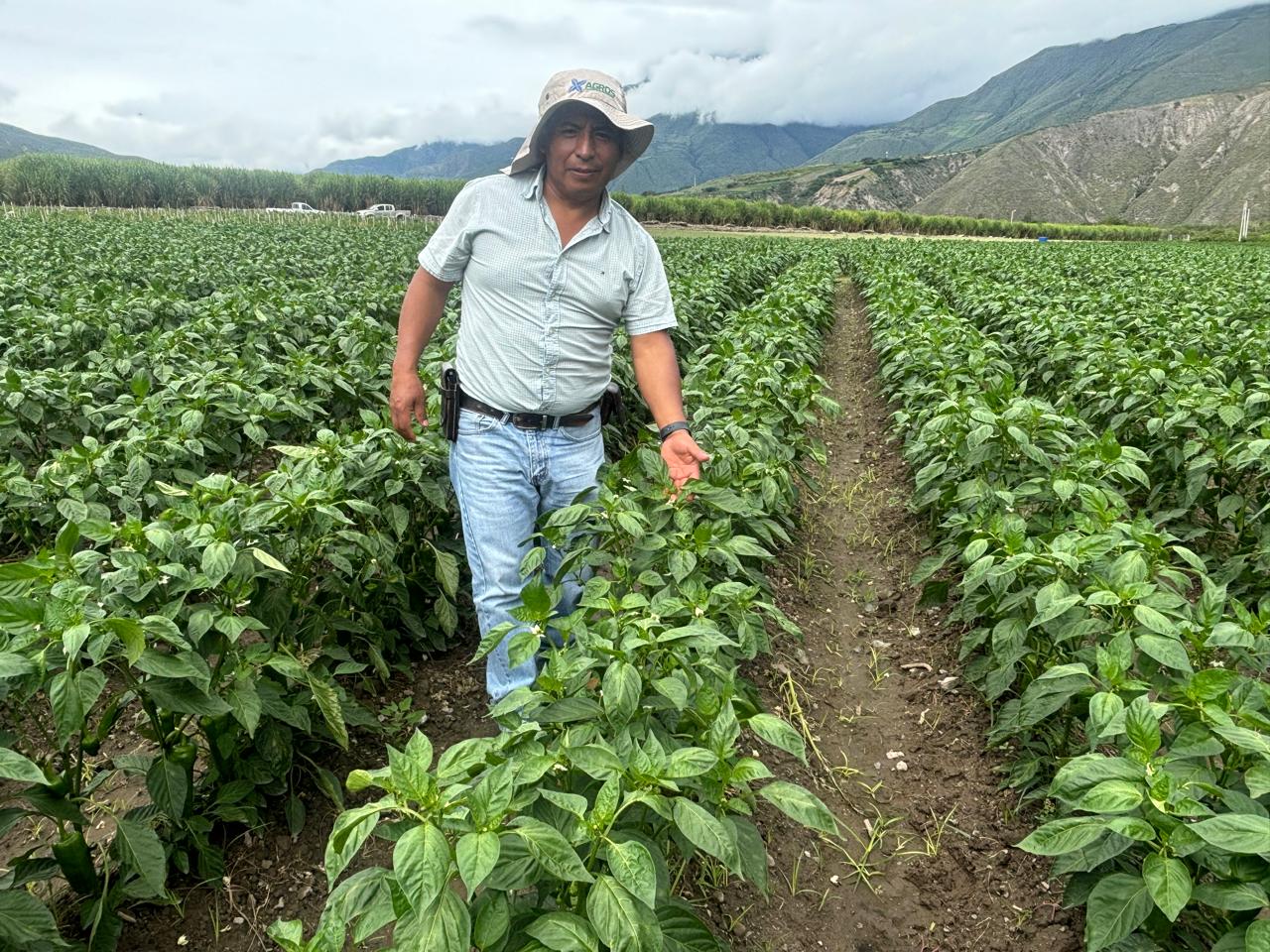 Gustavo Moreta Quilca, asesor técnico de Proveplant en cultivo de pimiento