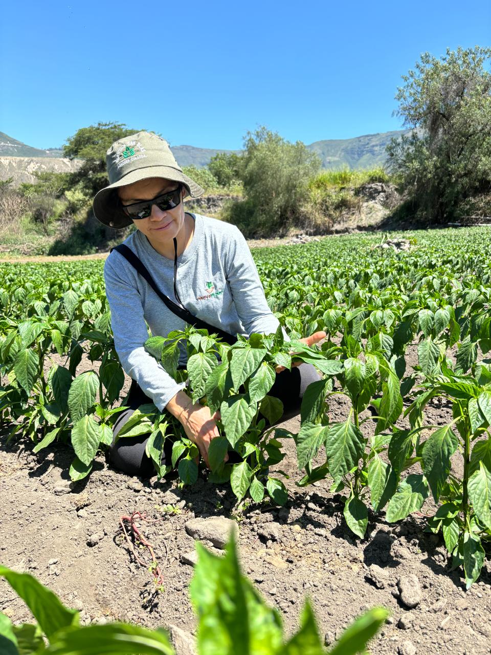 Jenny Venegas, asesora técnica de Proveplant en cultivo de pimiento