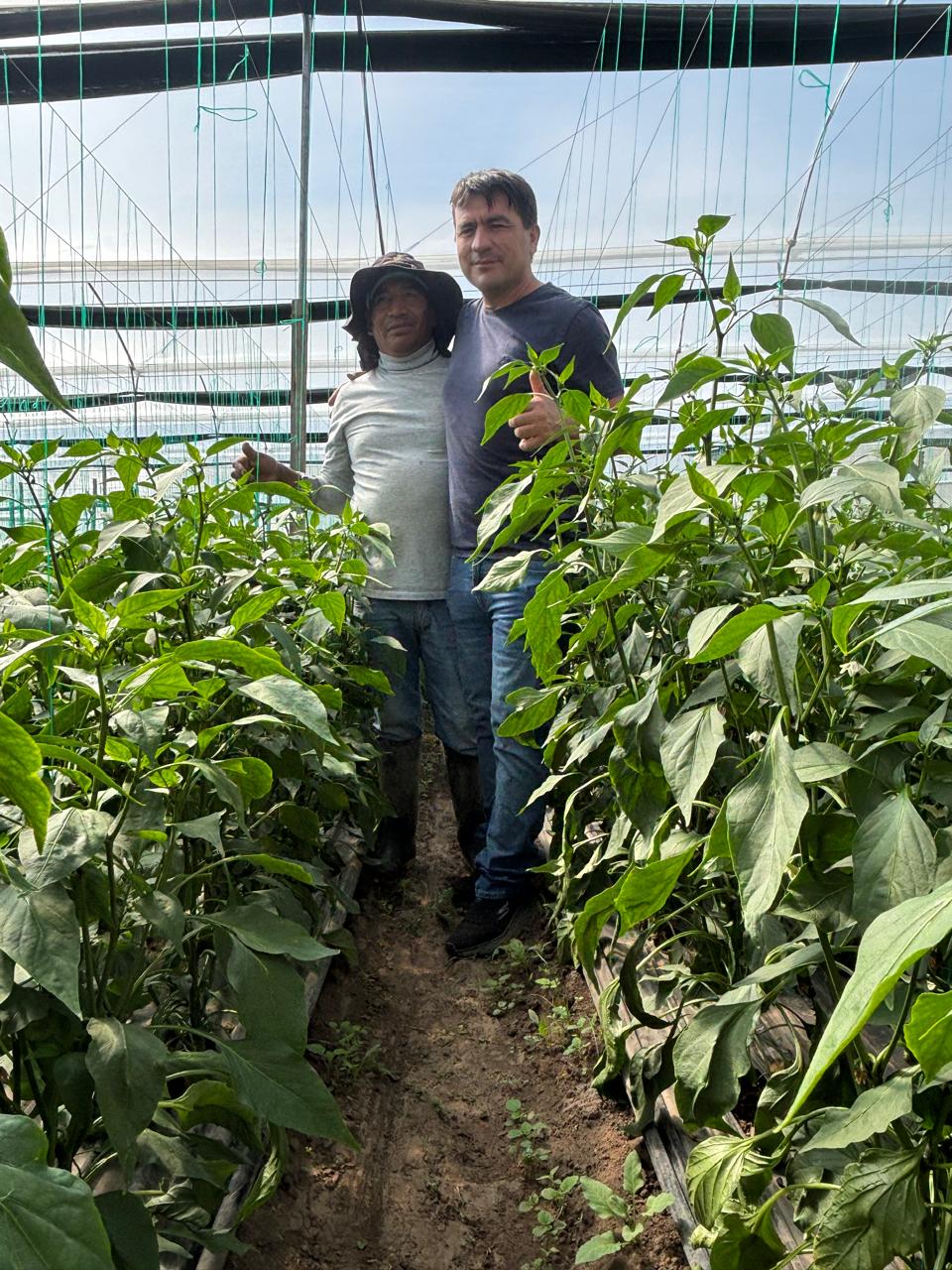 Plantas de pimiento en producción