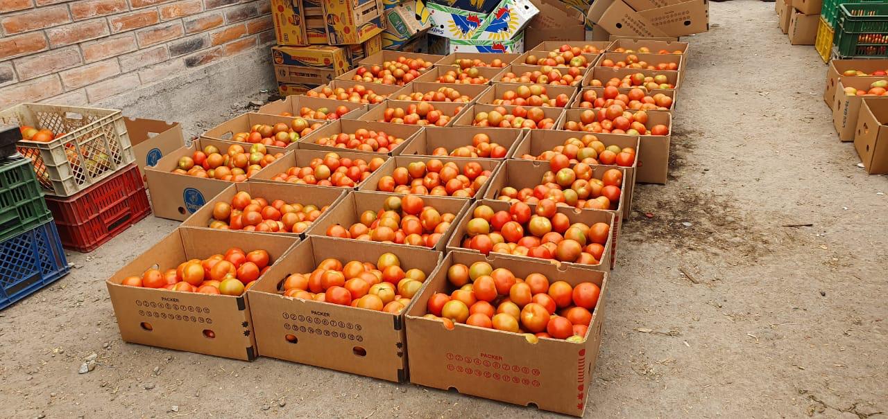 Producción de tomates lista para comercialización