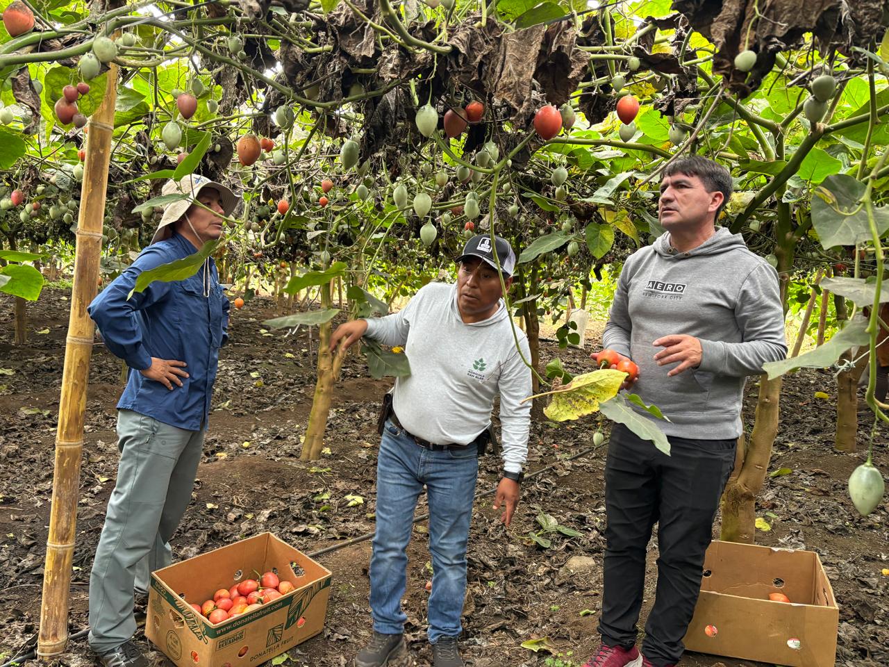 Asistencia técnica en cultivo