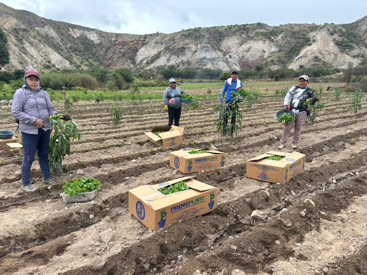 Trabajo agrícola acompañado por Proveplant
